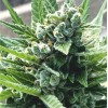 Auto White Virgin