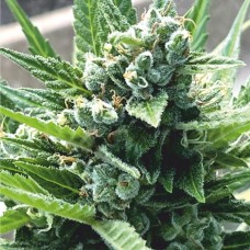 Купить стакан травы Auto White Virgin