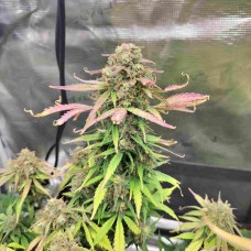 Auto Banana Blaze