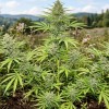 Auto John Weed