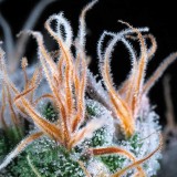 Auto John Weed