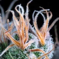 Купить стакан травы Auto John Weed