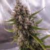 Auto OG Indica