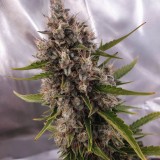 Auto OG Indica