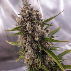 Auto OG Indica