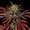 King's Kush Auto