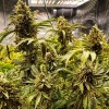 Auto OG Indica