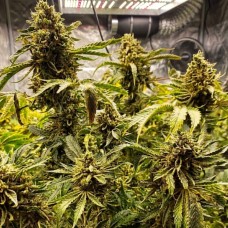 Купить стакан травы Auto OG Indica