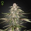 Green-O-Matic Auto