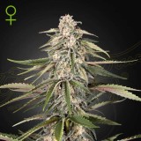 Green-O-Matic Auto