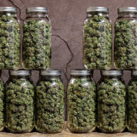 как собирать семена марихуаны