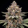 Black Opium
