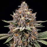Black Opium
