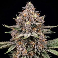 Black Opium