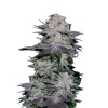 Blackberry Auto