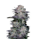 Blackberry Auto