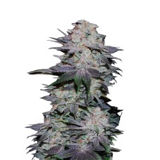 Blackberry Auto