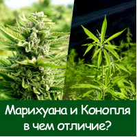 Конопля и марихуана это одно и то же растение конопля как насадка для рыбы