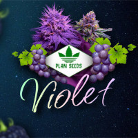 Фиолетовые сорта марихуаны - обзор от PlanSeeds