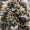 Bubba Kush
