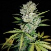 Caramel Haze Fast