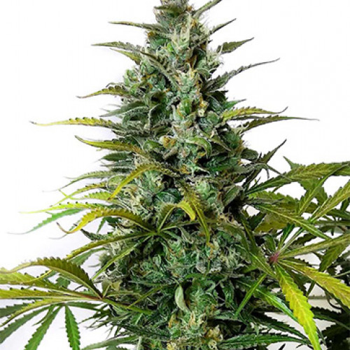 Купить стакан травы Семена конопли Auto Green Gelato