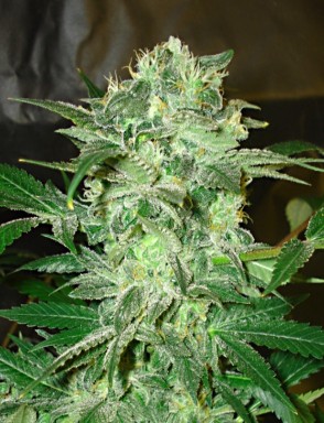 Mazar Divine Seeds