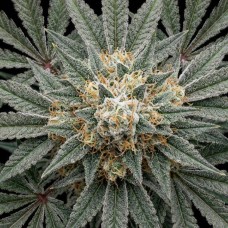 Купить стакан травы Chemdog