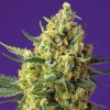 Crystal Candy XL Auto