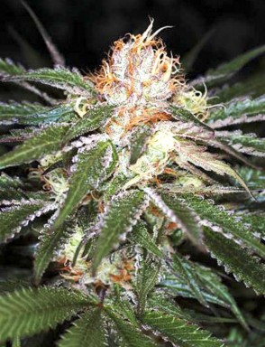Auto White Widow