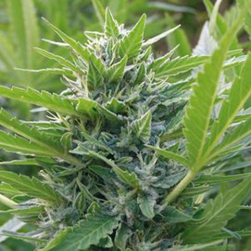 jamaica марихуана
