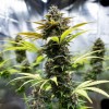 Green-O-Matic Auto