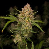 Guava Auto