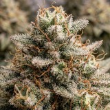 Jack Herer