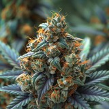 John Weed