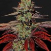 King's Kush Auto