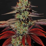 King's Kush Auto