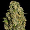 Kosher Cake Auto