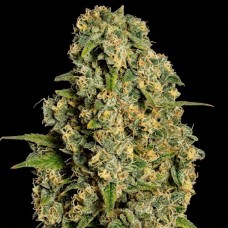 Kosher Cake Auto