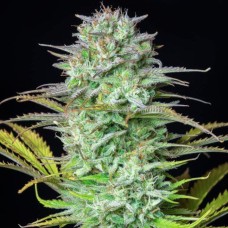 Kosher Cake Auto