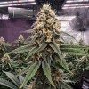 Lemon Skunk