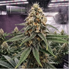 Купить стакан травы Lemon Skunk