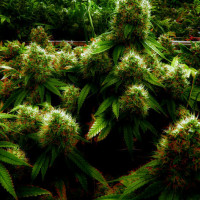 Большой урожай марихуаны фотошоп конопля