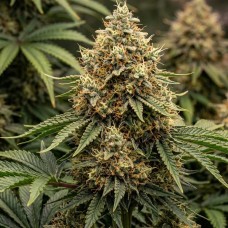 Купить стакан травы Moby Dick