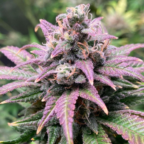 Purple сорт марихуаны конопля от головы