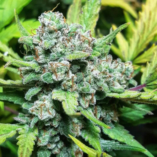 Конопля сорта сатори цветок марихуаны фото