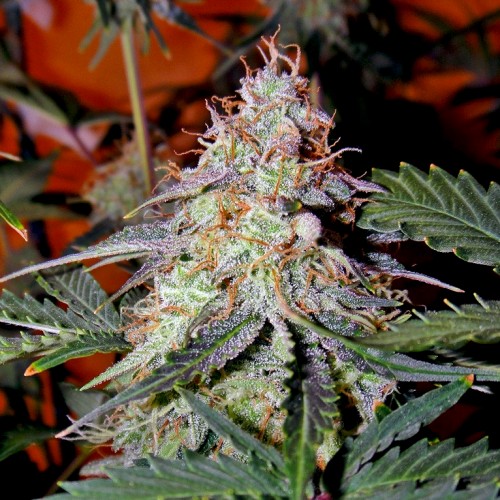 Сорта марихуаны северное сияние гидропоника для семян