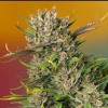 Papaya Zoap Auto
