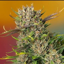 Papaya Zoap Auto