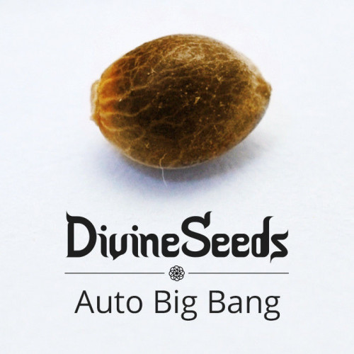 Купить стакан травы Auto Big Bang